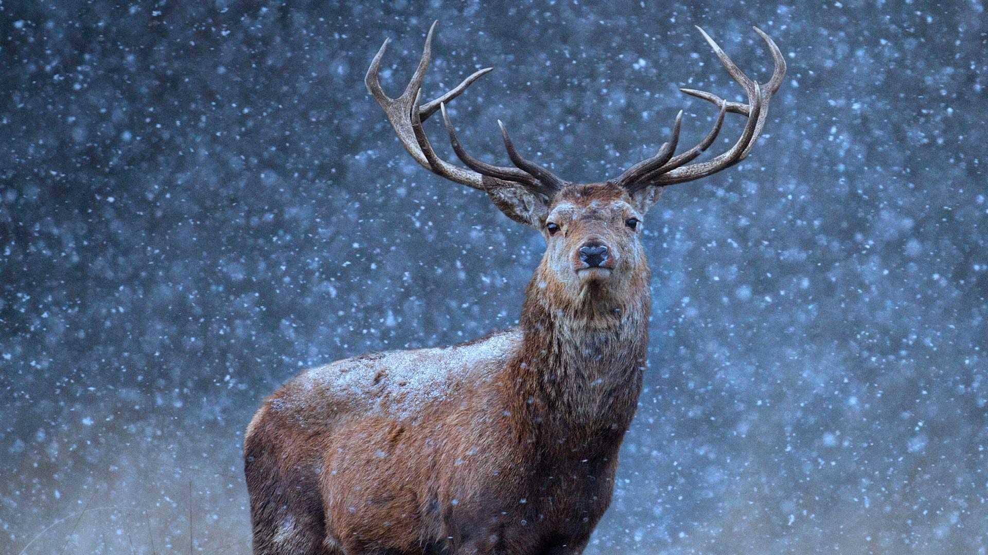 Deer In Snow Wallpaper