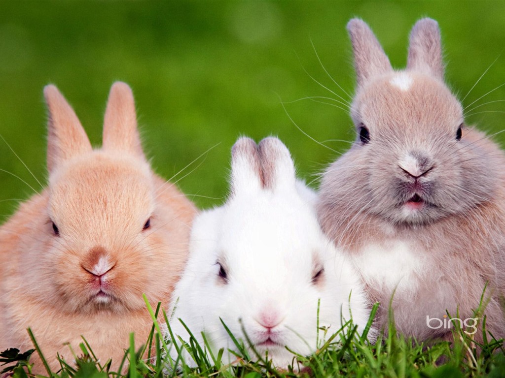Windows Bing Theme Cute Rabbit Grass Widescreen HD Wallpaper