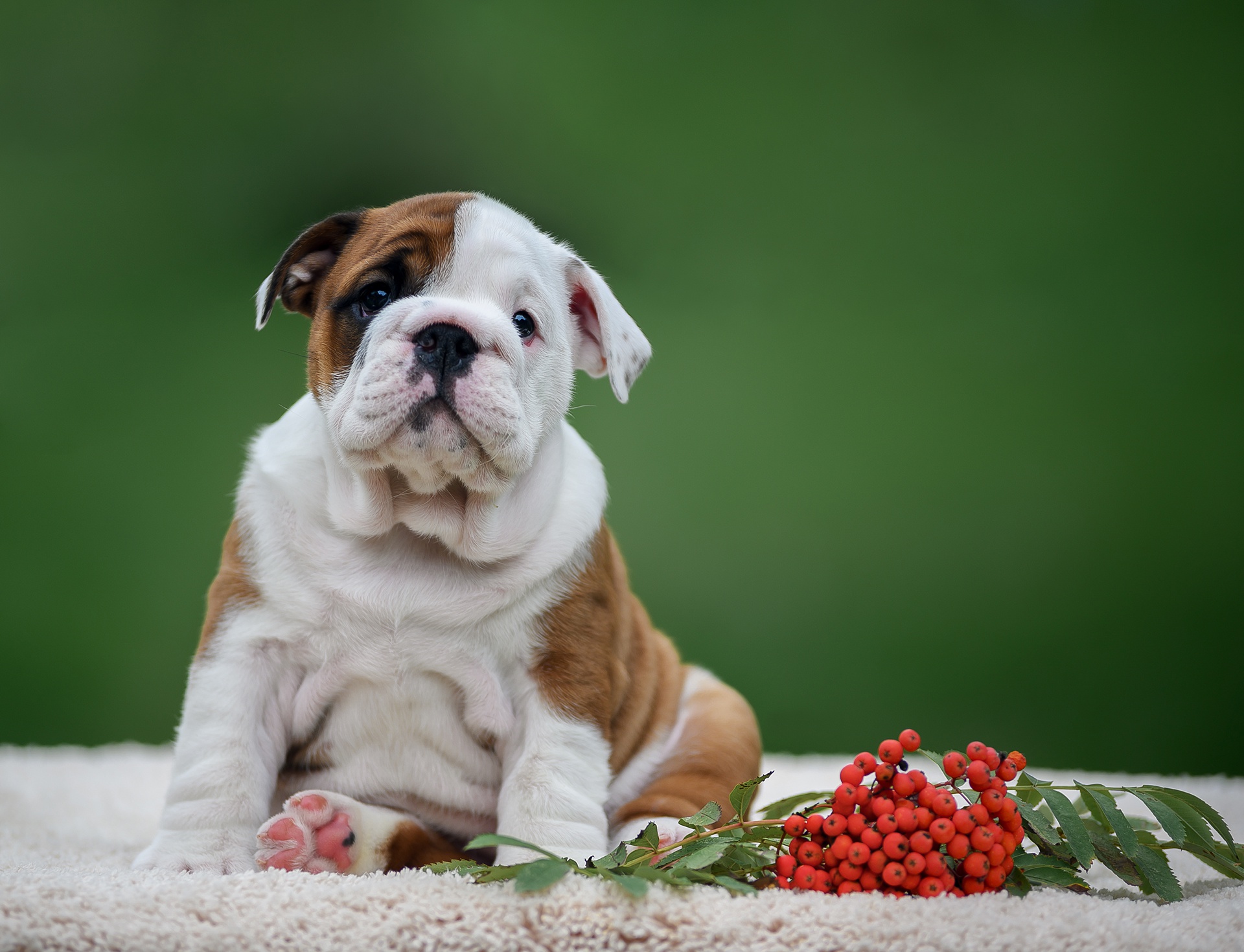 English Bulldog Desktop Wallpaper