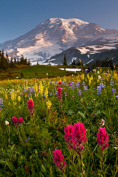 Mount Rainier Mazama Ridge And Flowers Near Paradise Prints Photos