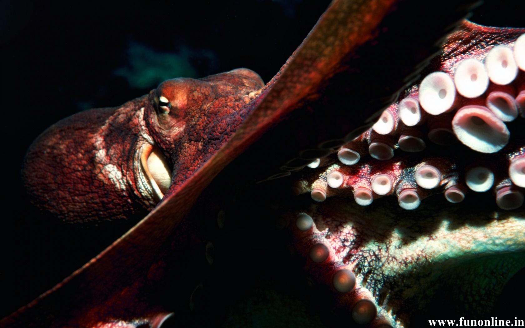 Underwater Baby Octopus Wallpaper