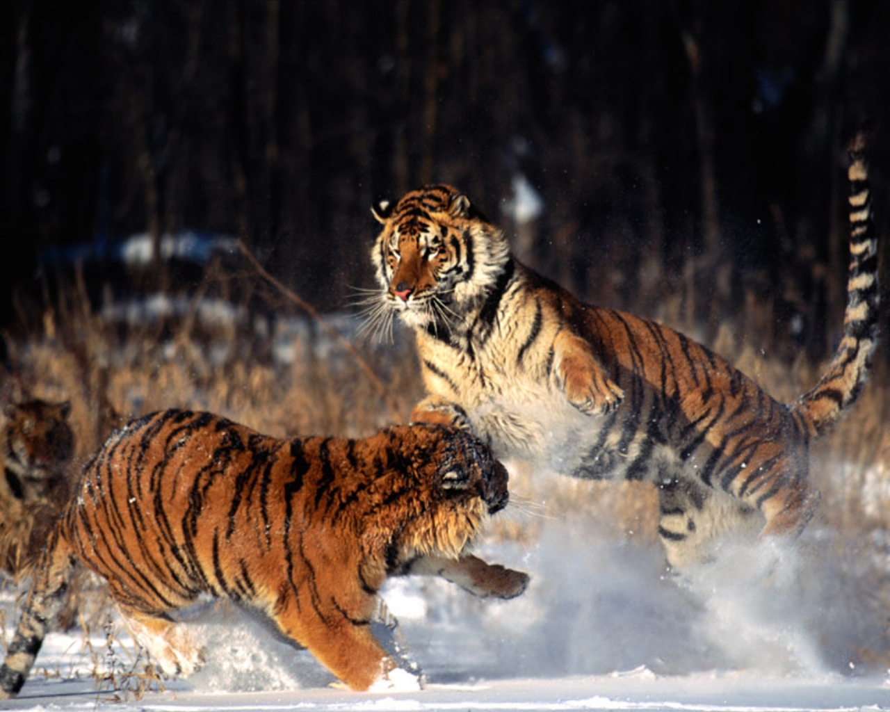 Siberian Tigers Fighting Wallpaper