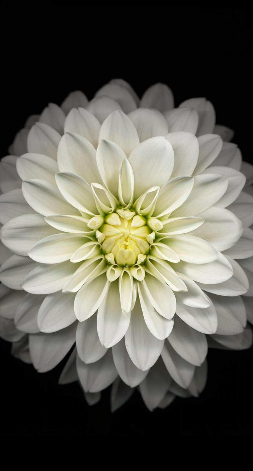 Flower Black And White Wallpaper Sc iPhone6s