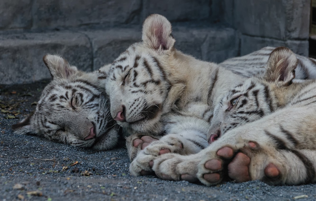 Wallpaper cat stay sleep kittens white tiger the cubs tiger