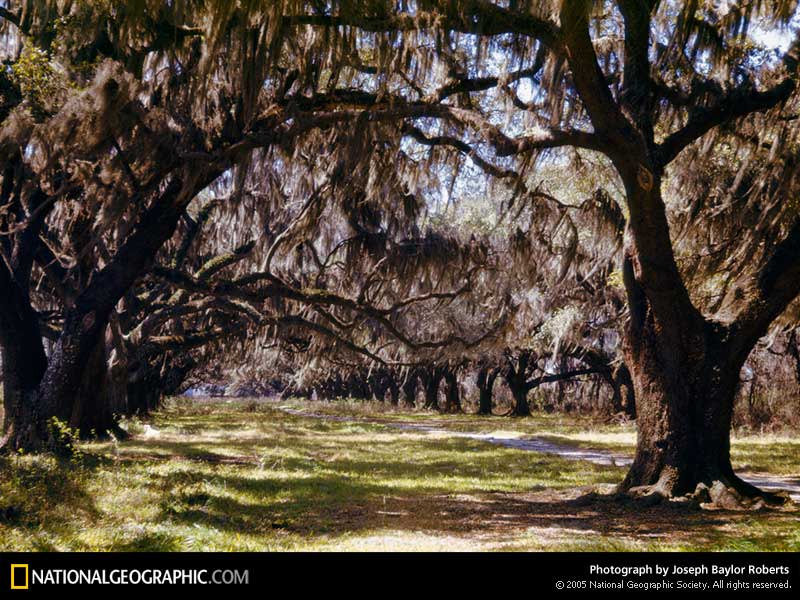 New Orleans Louisiana Spanish Moss Photo Of The Day Picture