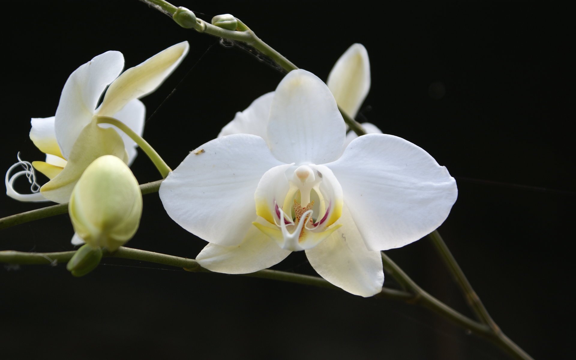 White Orchids Wallpaper