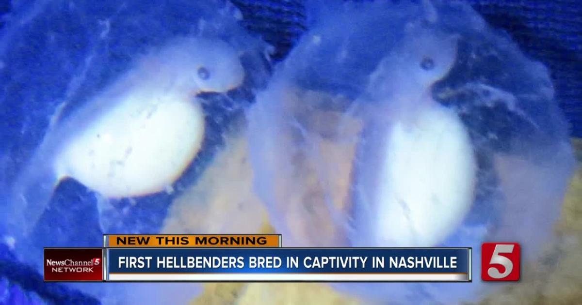Nashville Zoo Celebrates Major Breakthrough Hellbenders Born