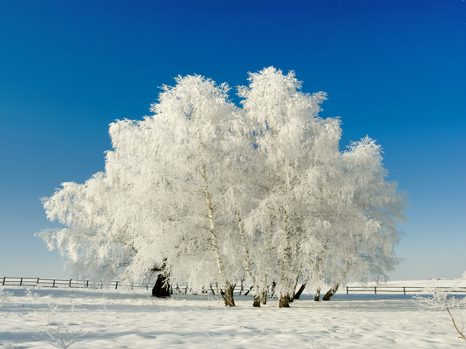 Snow Frosted Winter Tree Wallpaper