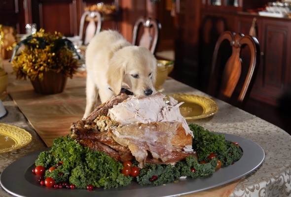 Wallpaper Puppy Fluffy Meat Meal Table Thanksgiving Desktop
