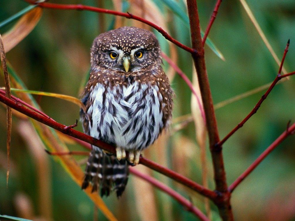 Animal Owls Owl High Resolution Picture Photos