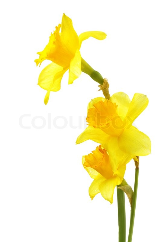 Displaying Gallery Image For Daffodils Background