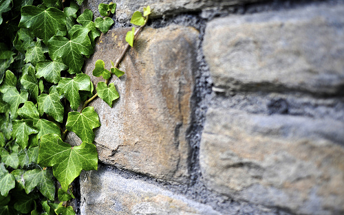 Stone Wall And Ivy St Matthews Church Photo Sharing