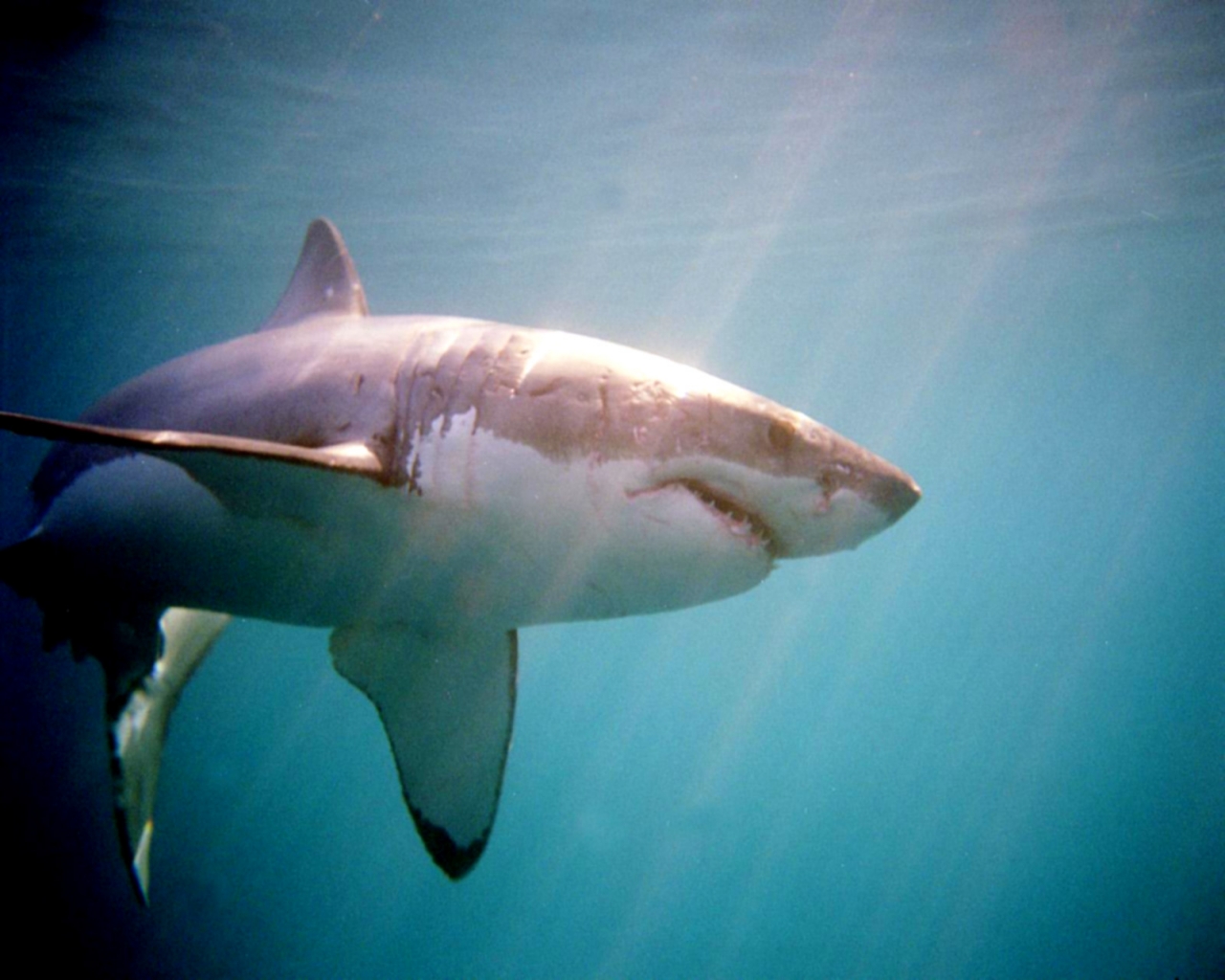 Great White Shark Side View