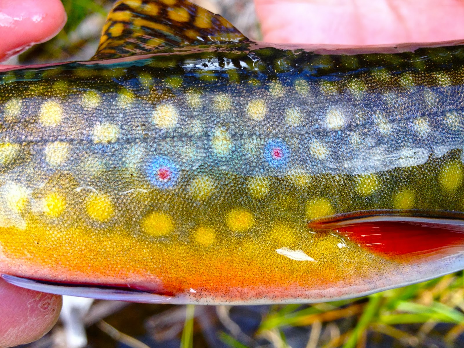 Brown Trout Skin Wallpaper Another brook trout 1600x1200