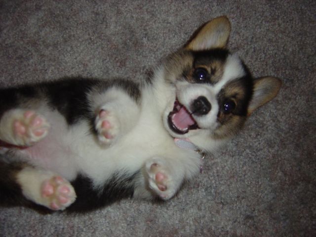 Cute Corgi Puppies For Those Who Love Corgis