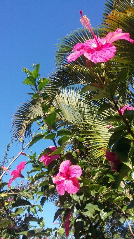 Wonderful Photographs Hibiscus Aesthetic Strategies Wallpaper