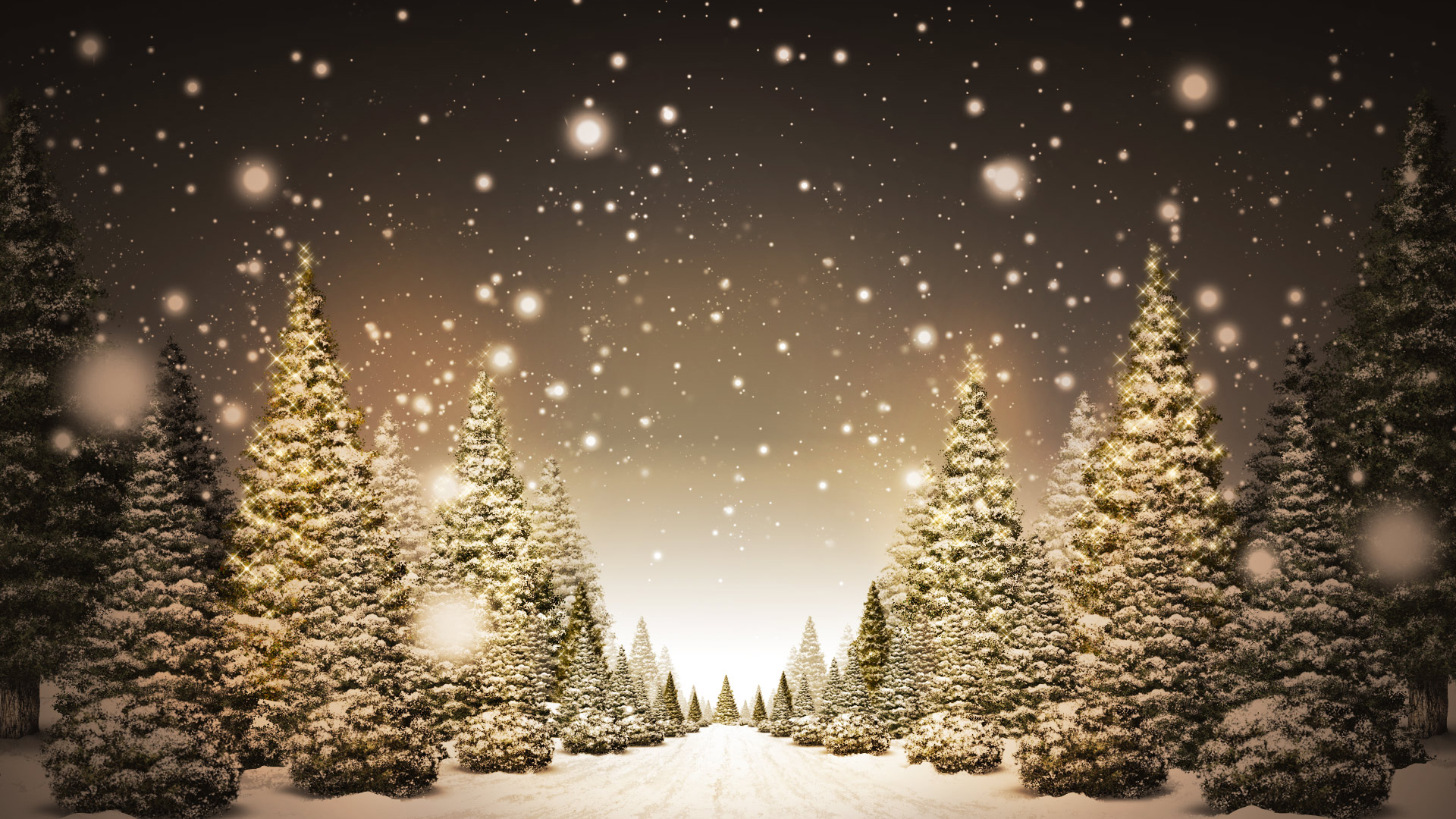 Christmas Trees In Snow HD Wallpaper FullHDwpp Full