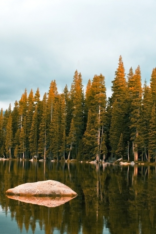 Pine Forest Near The River iPhone HD Wallpaper