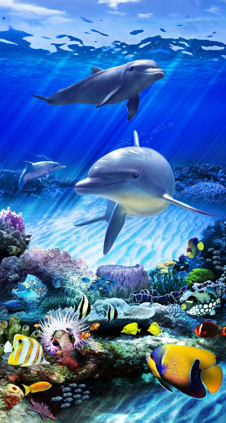 Dolphin Reef Static Cling Film For Glass Doors Windows By Wallpaper