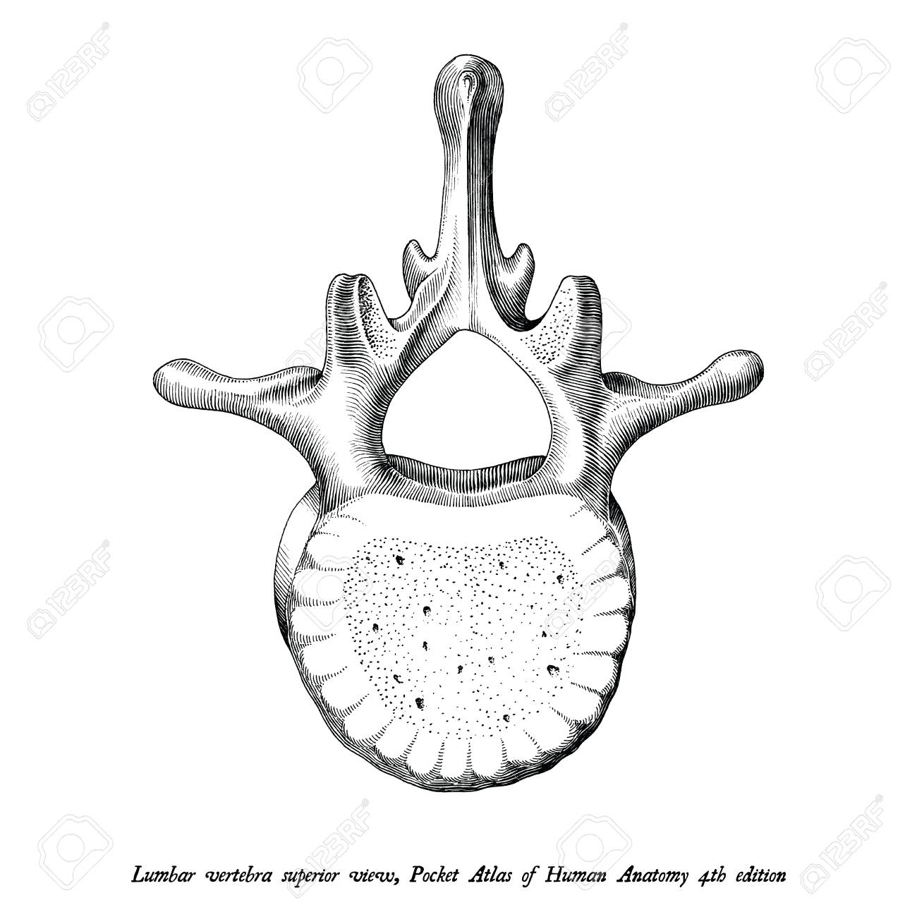 Lumbar Vertebra Superior Anatomy Hand Draw Vintage Clip