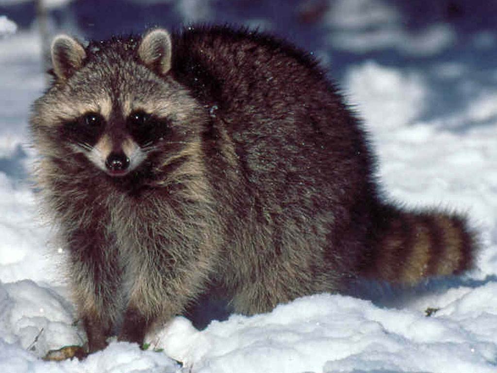 Raccoon Wallpaper And Background
