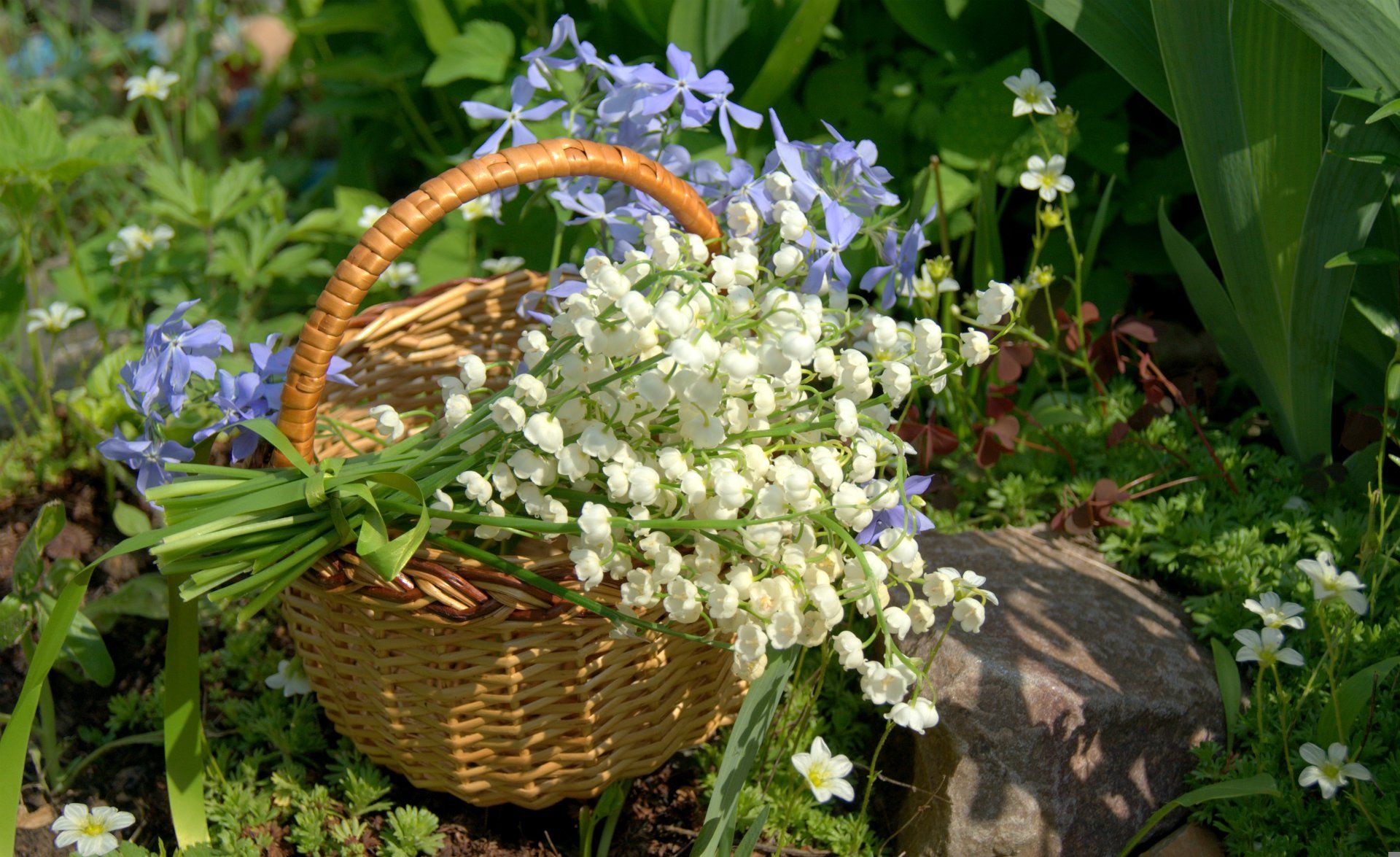 Lily Of The Valley Desktop Wallpaper On