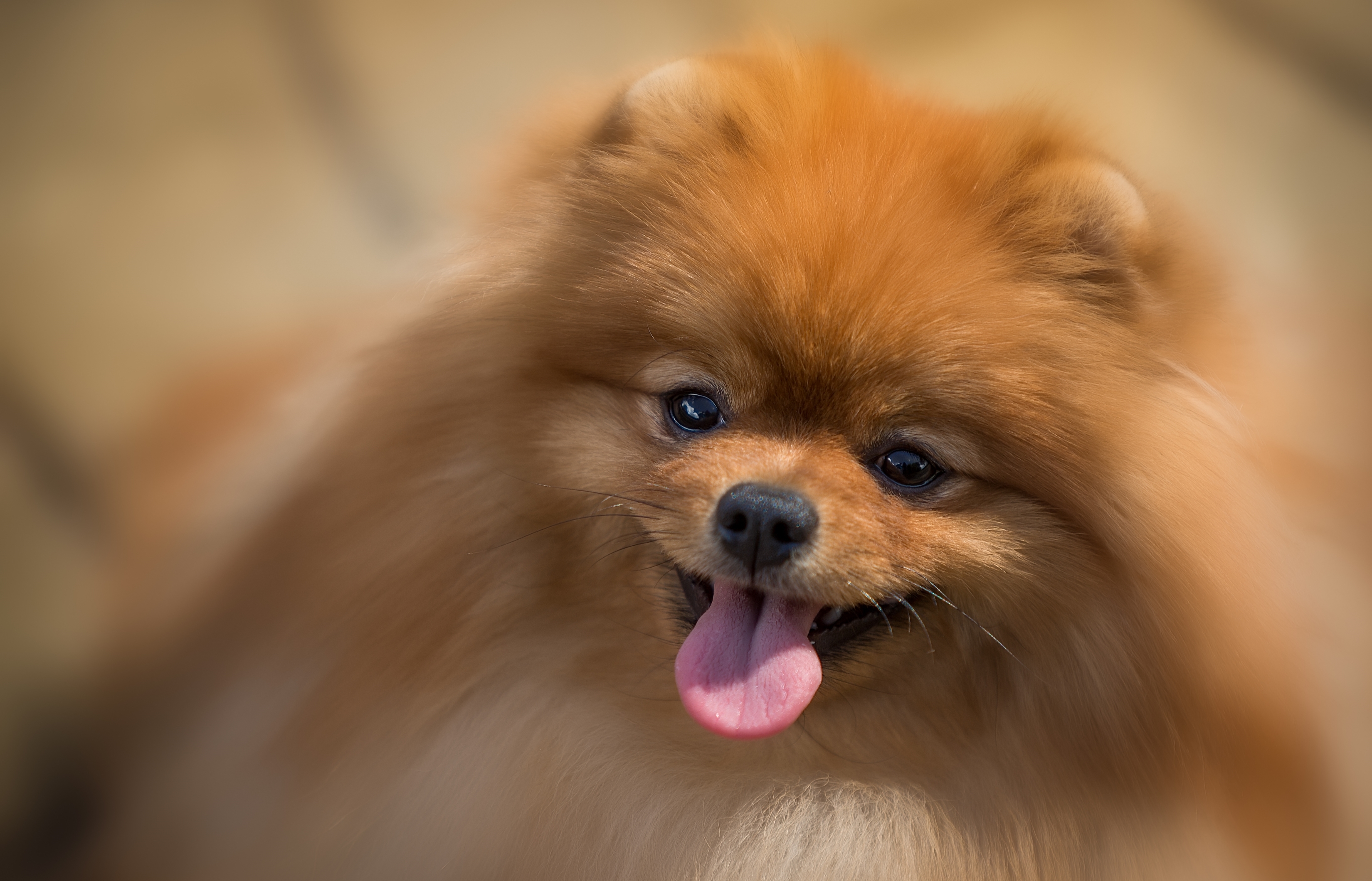 Pomeranian Wallpaper