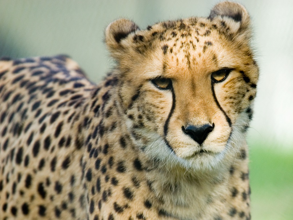 Cheetah HD Wallpaper Pictures Image Background Photos