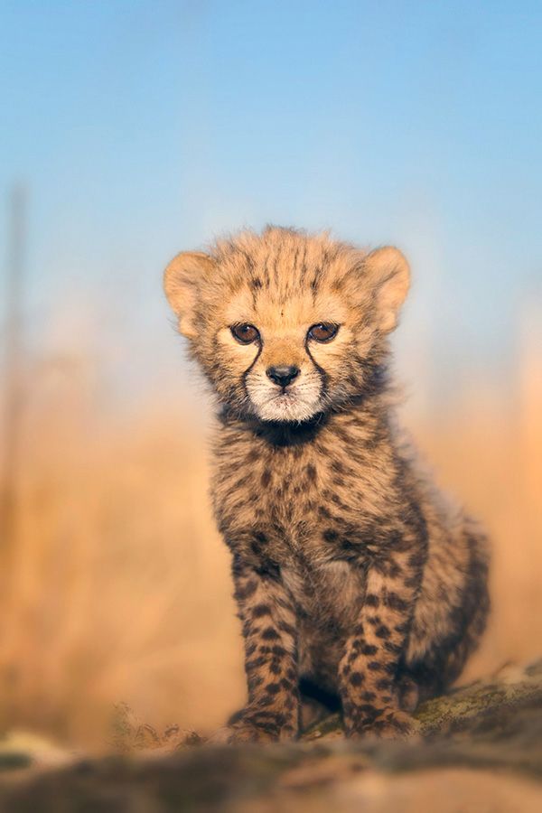 Baby Cheetah Favorite Animal Babies Big Cats Cub Cubs