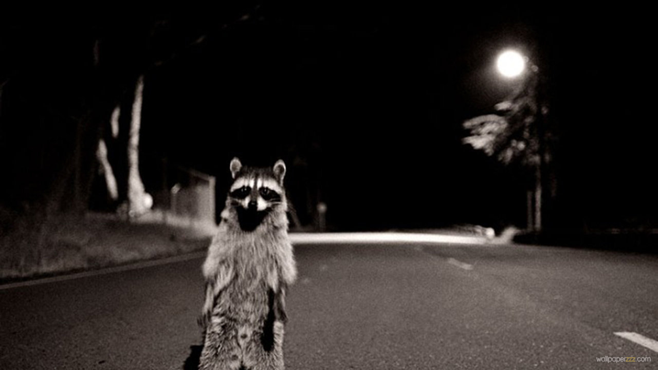 Raccoon On The Road HD Wallpaper