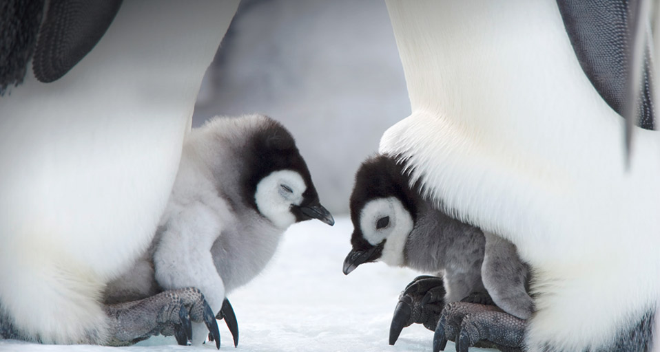 Baby Penguin Emperor Chicks Snow Hill Island