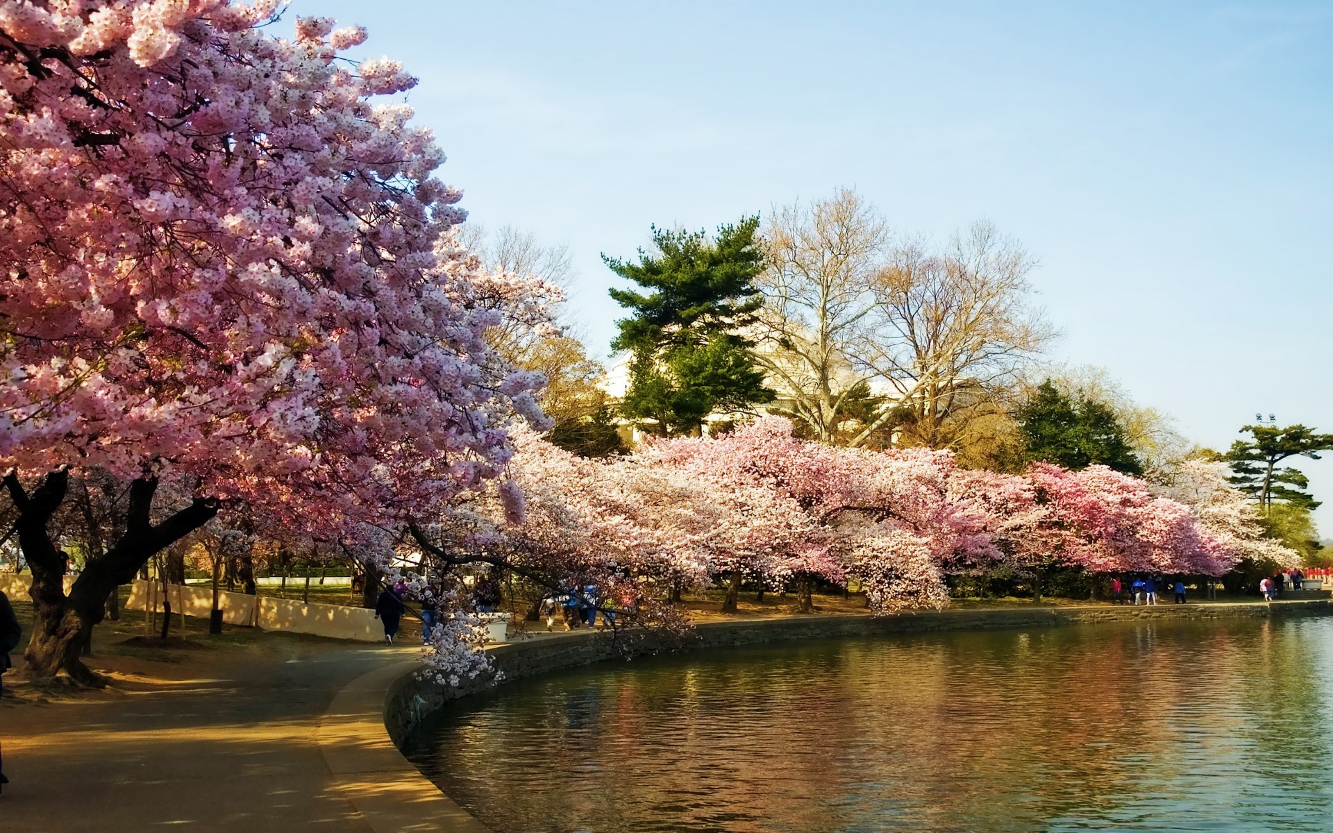 landscapes cherry blossoms trees washington dc HD Wallpaper