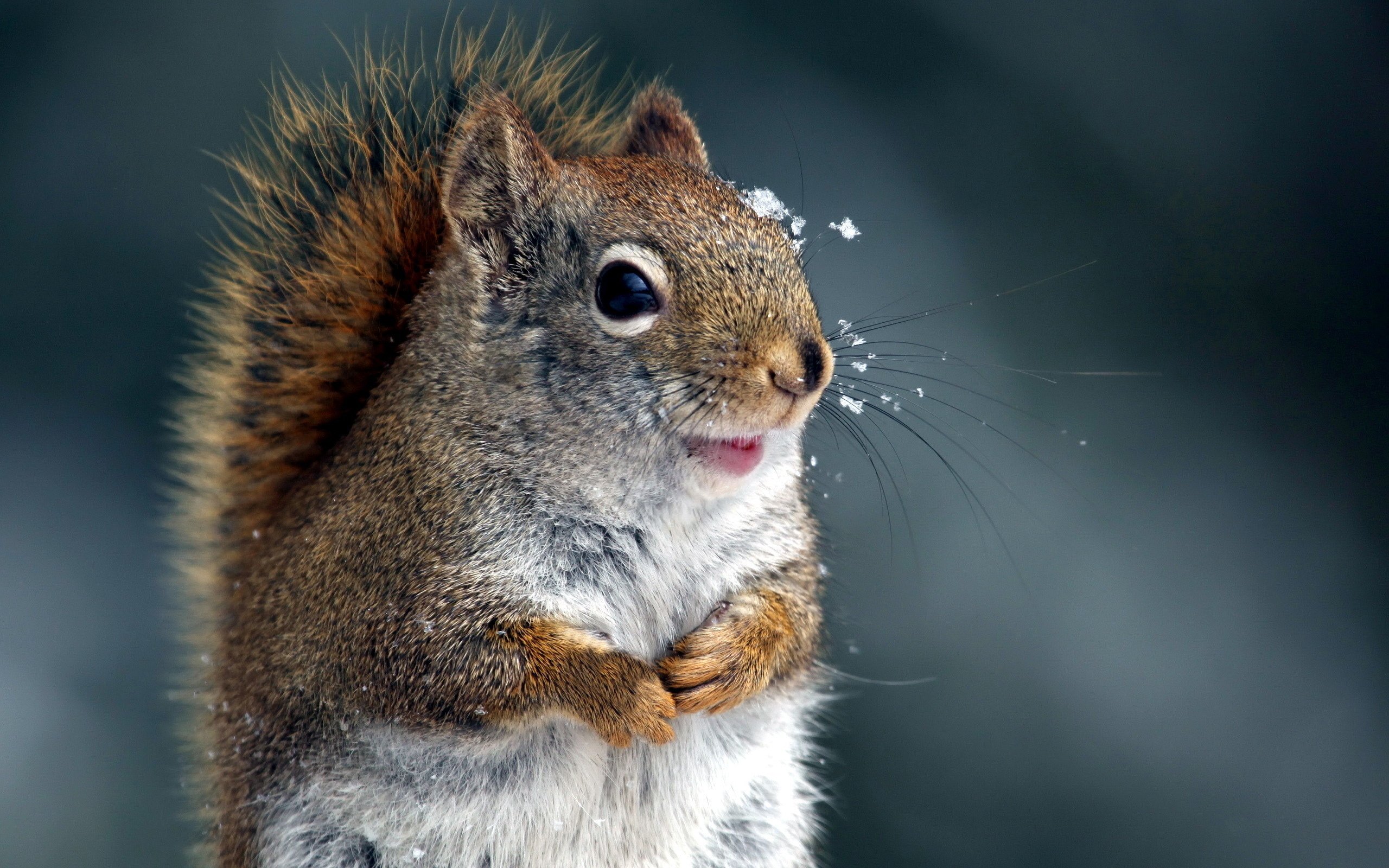 Wallpaper squirrel muzzle frost funny mustache desktop wallpaper