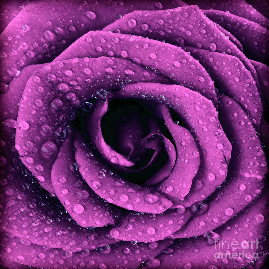 Purple Dark Rose Background By Anna Omelchenko