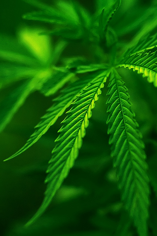 Cannabis Leaf Wallpaper Iphone