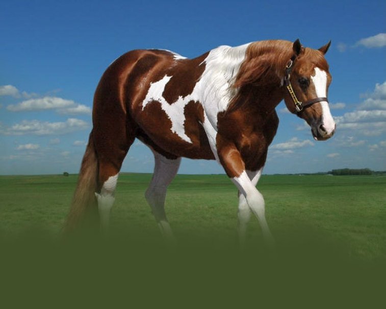 Paint Horses Wallpaper Horse