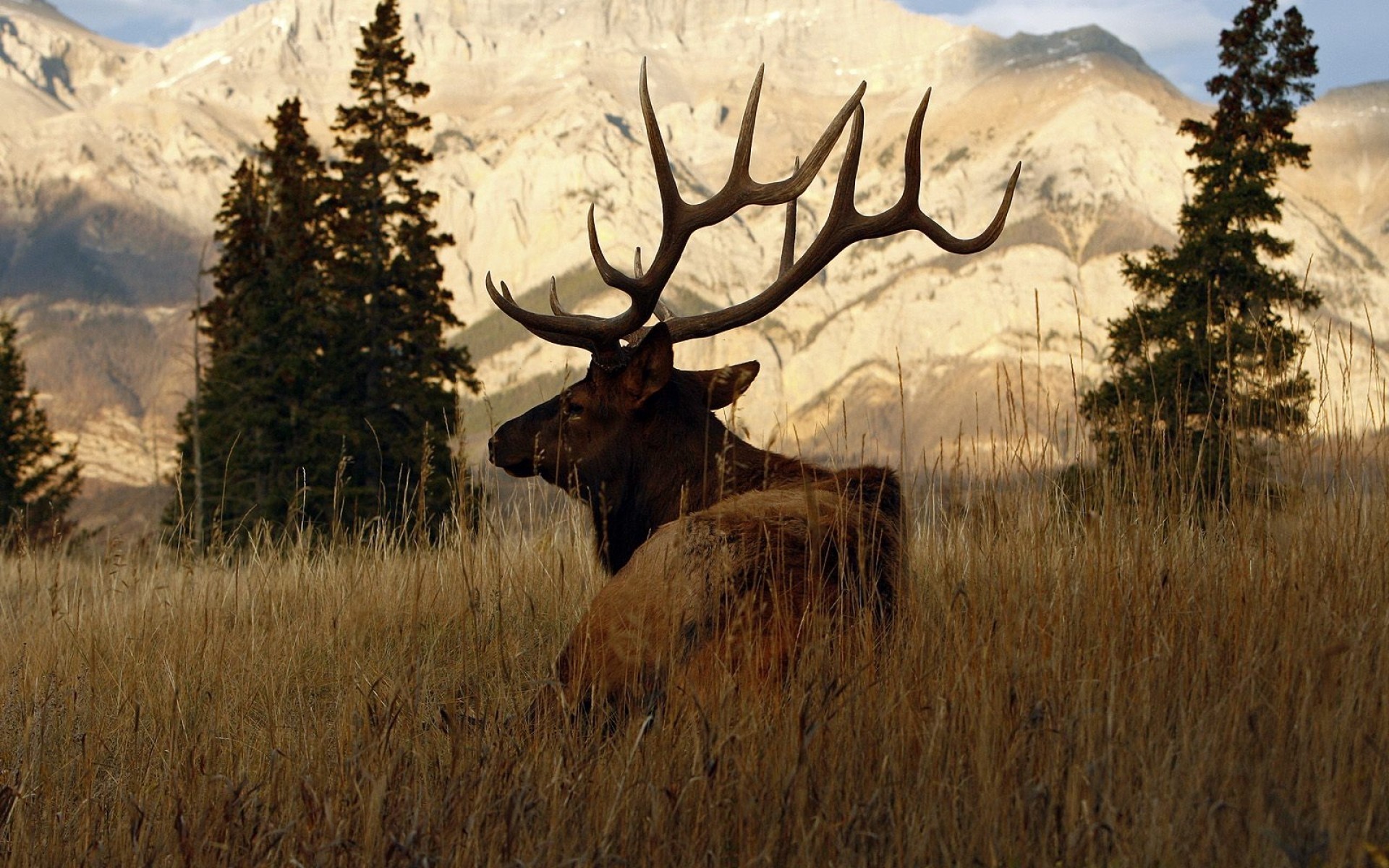 Deer Desktop Wallpaper Image