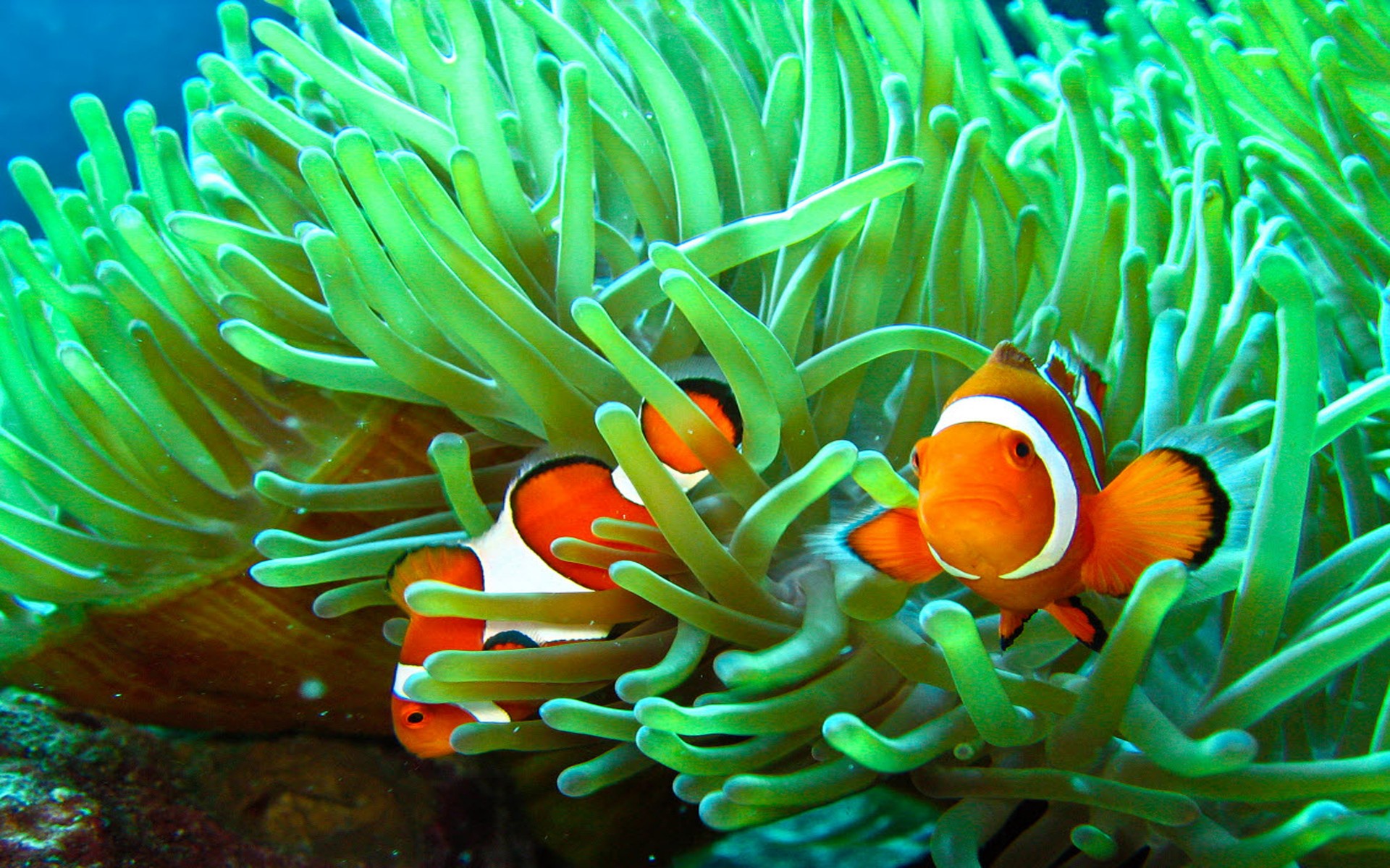 Sea Animals Clownfish And Anemone Wallpaper HD