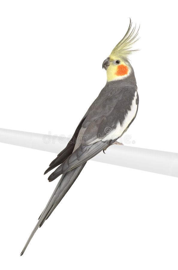 Cockatiel Nymphicus Hollandicus In Front Of A White Background