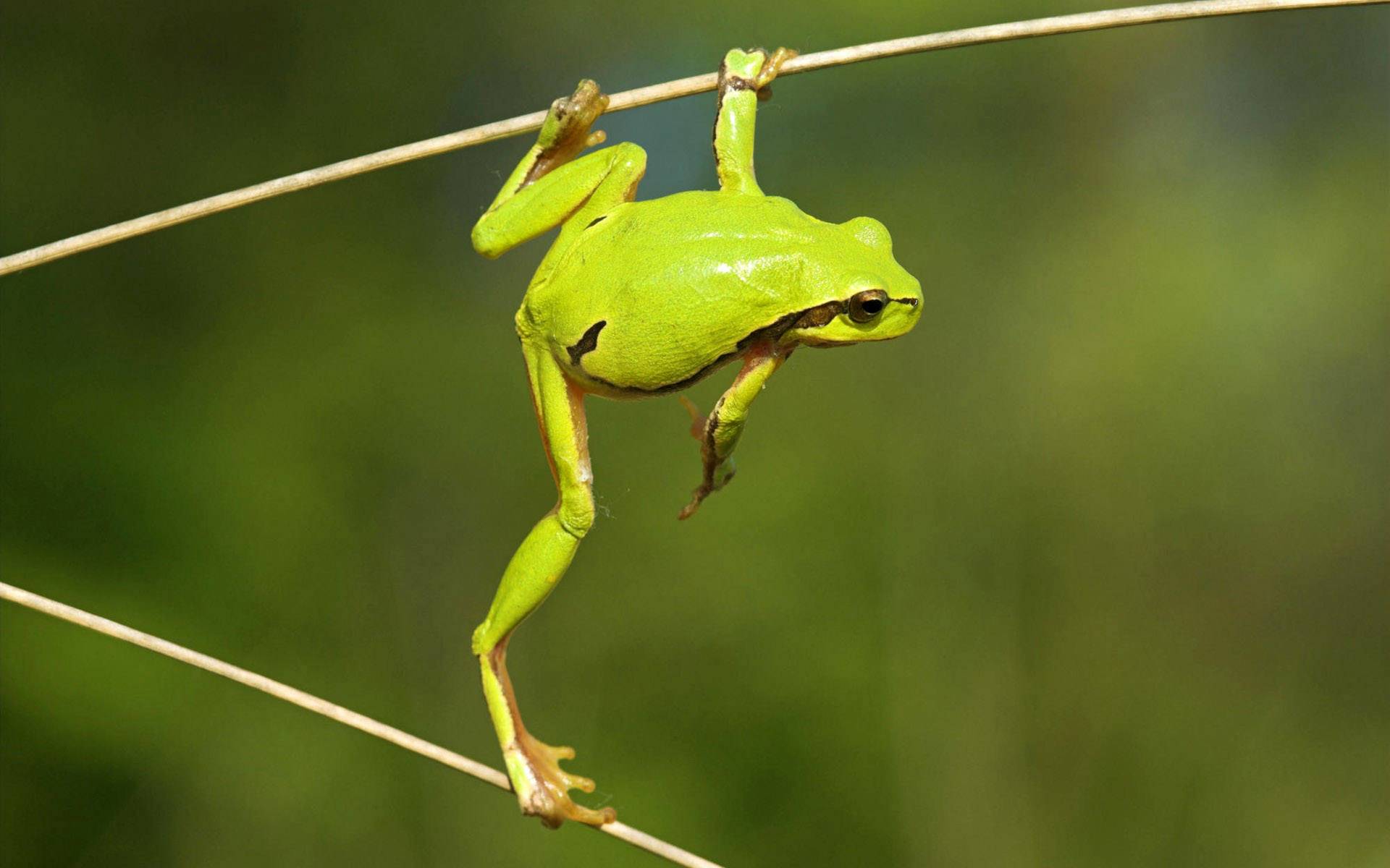 Hanging Frog Widescreen HD Wallpaper