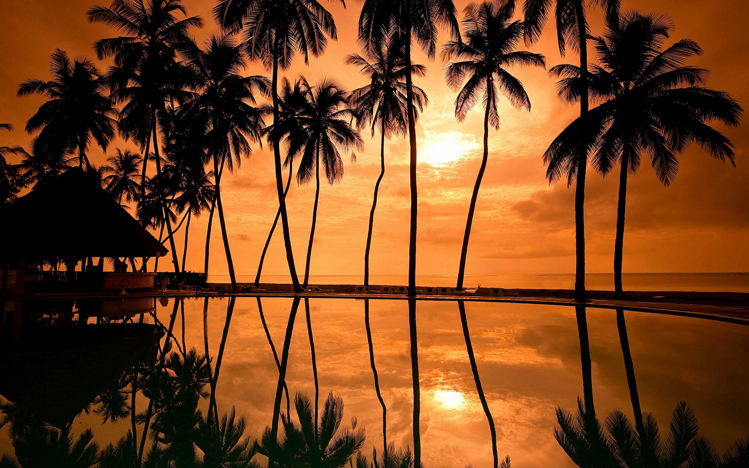 Palm Tree Wallpaper HD