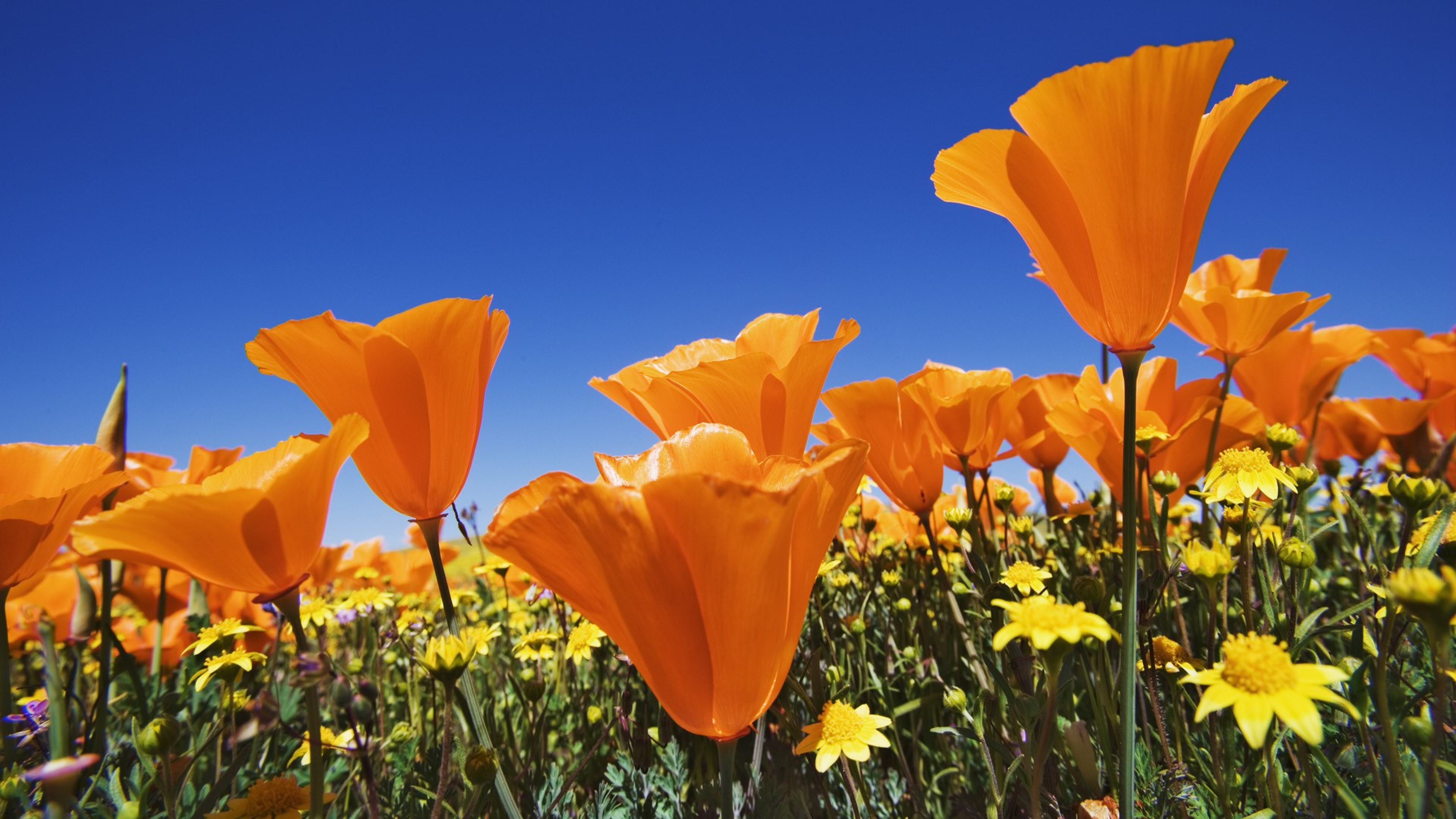 Antelope Valley California Poppy Reserve Usa 4k Ultra HD Wallpaper And
