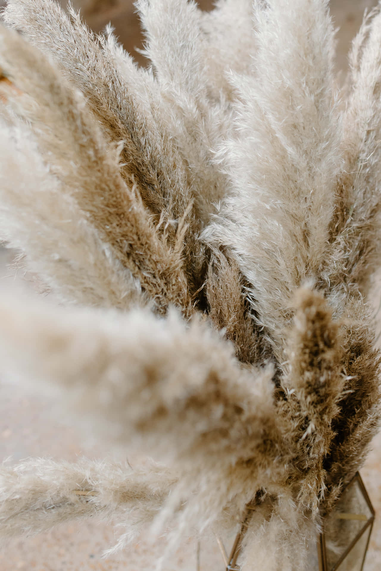 Pampas Grass Wallpaper