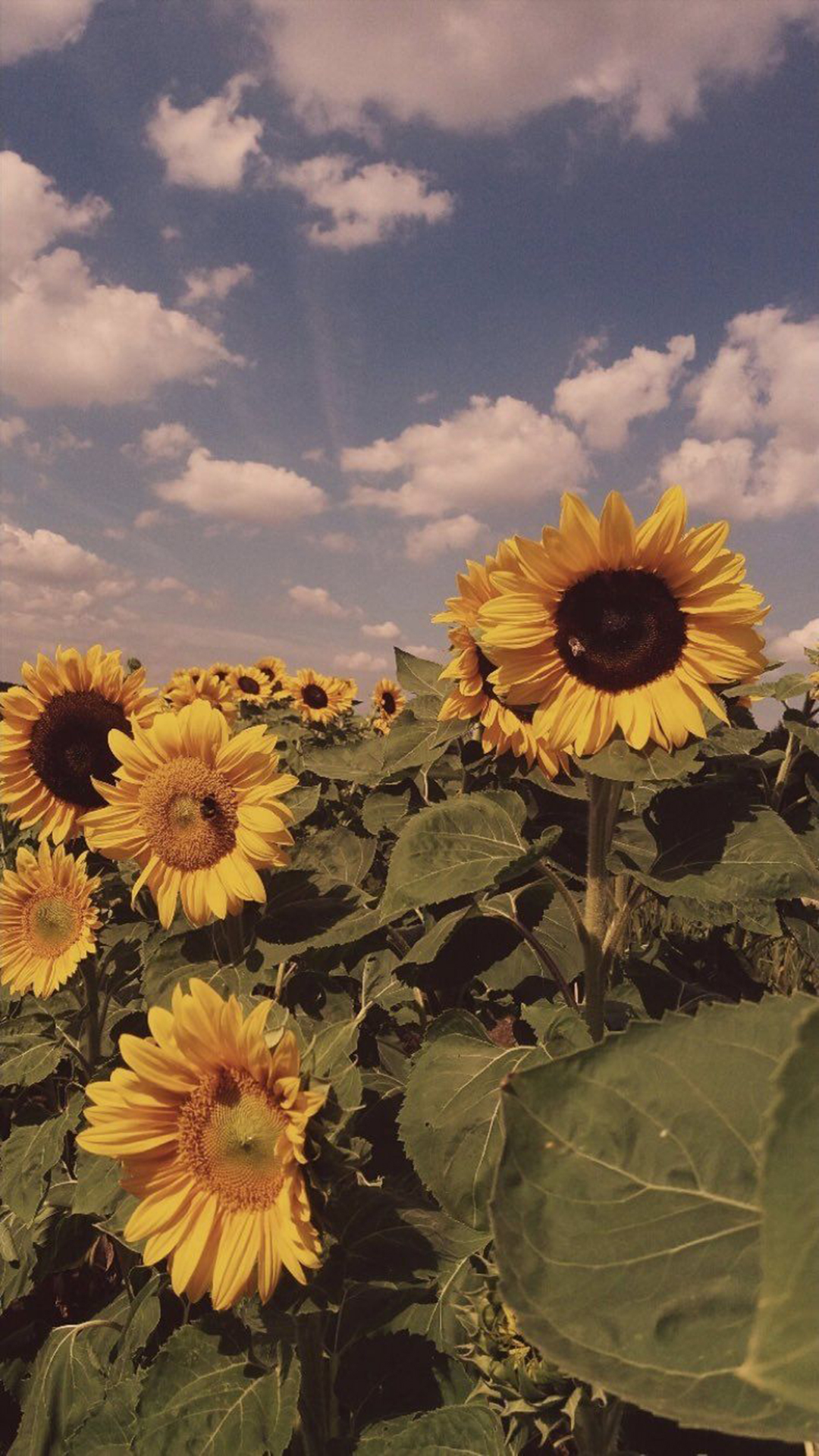 iPhone Aesthetic Sunflower Wallpaper