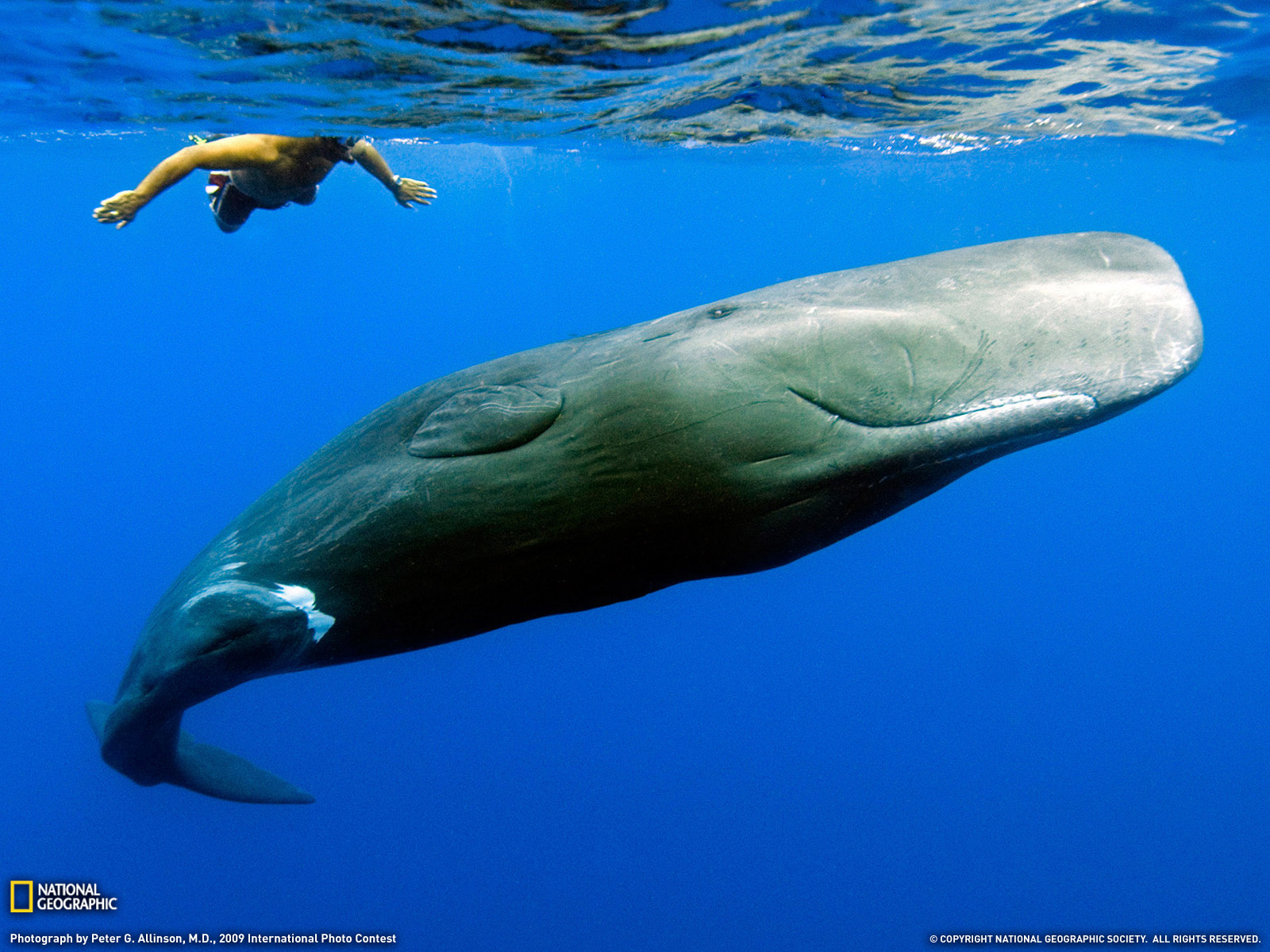 Sperm Whale And Swimmer Wallpaper HD iPad iPhone Sea