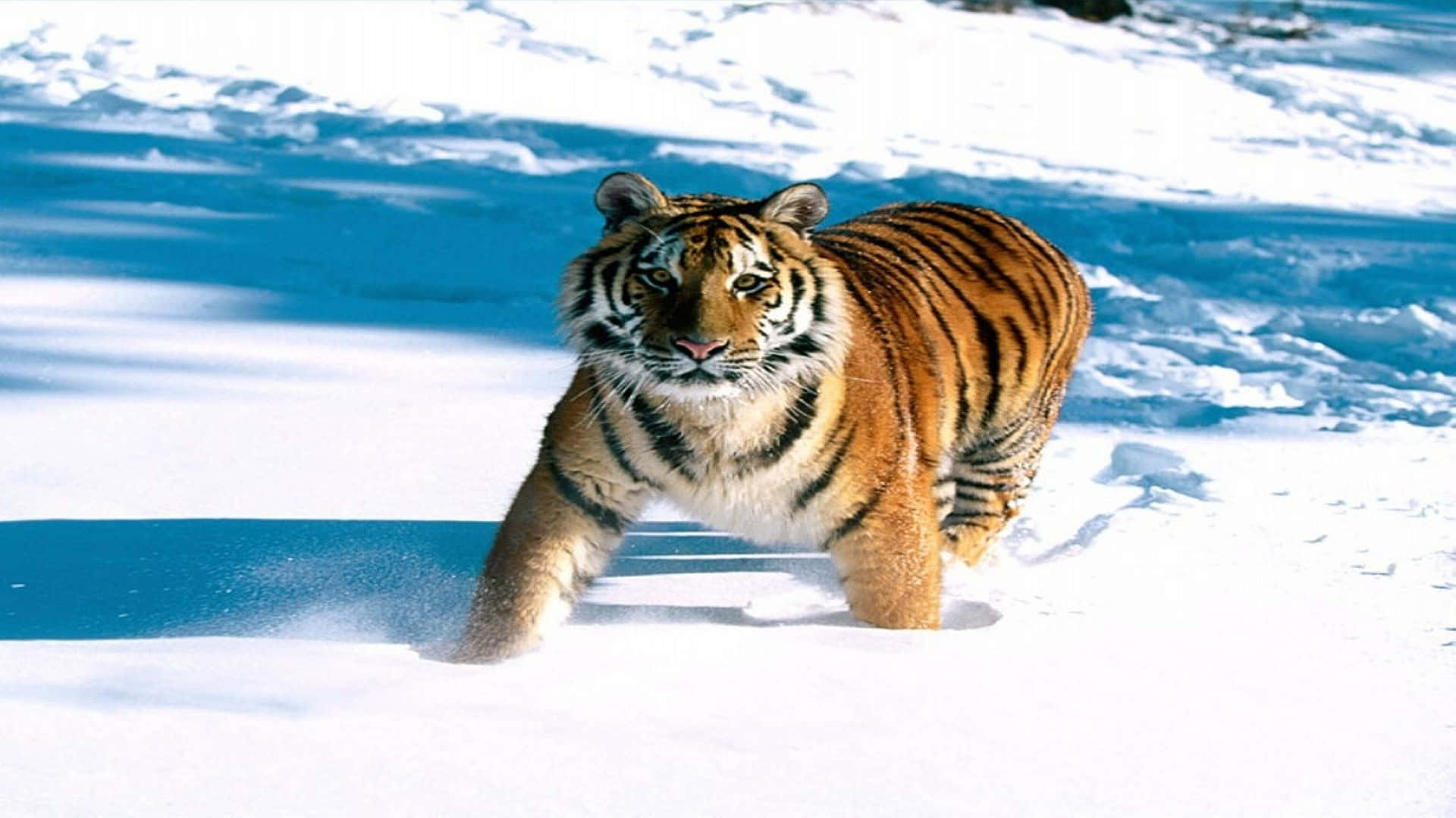 Animal Planet Background Wallpaper