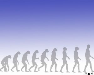 Human Evolution Ppt