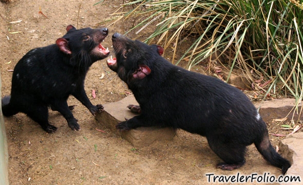 Tasmanian Devils Fighting Image Pictures Becuo