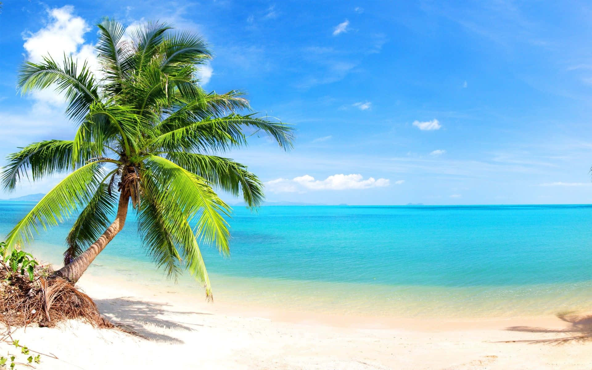 Palm Tree Beach Wallpaper
