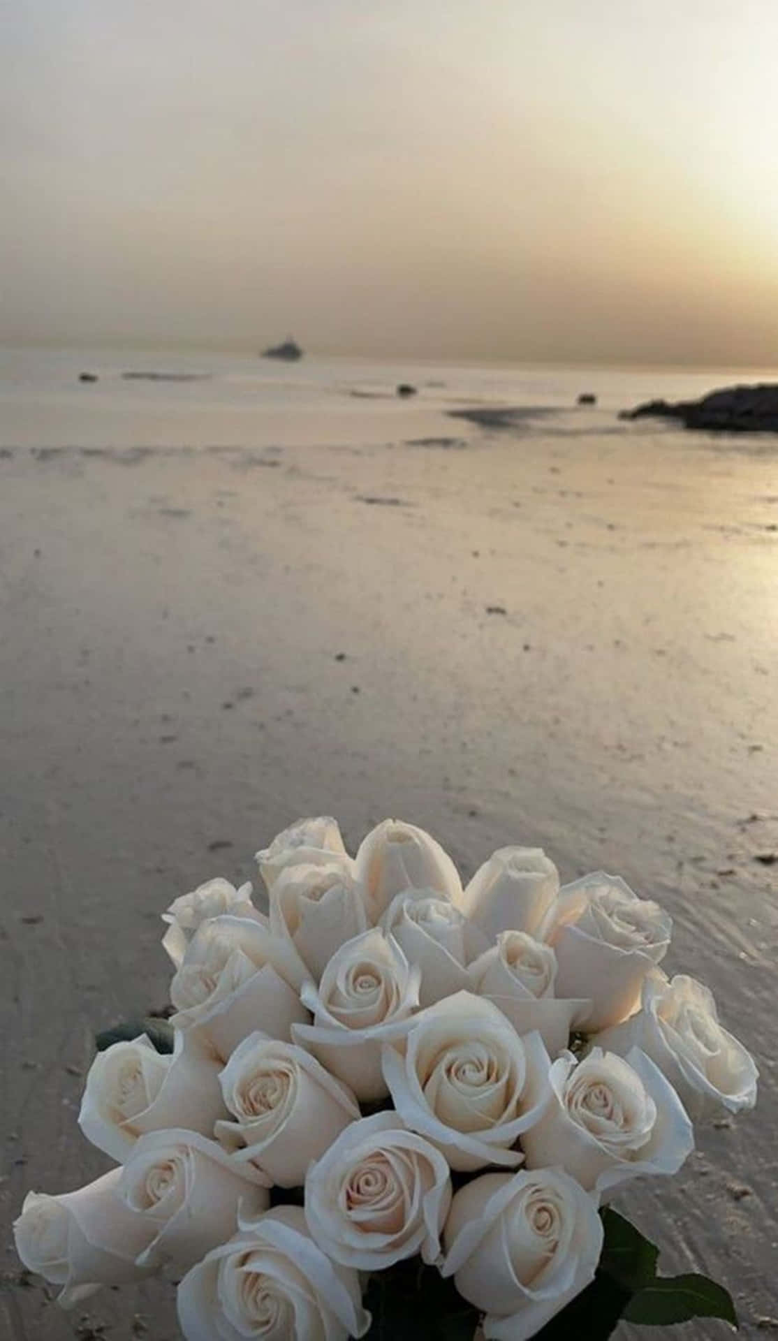 Rose Aesthetic Wallpaper